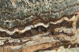 Rare North Pole Dome Stromatolite Slice - Billion Years #208074-1